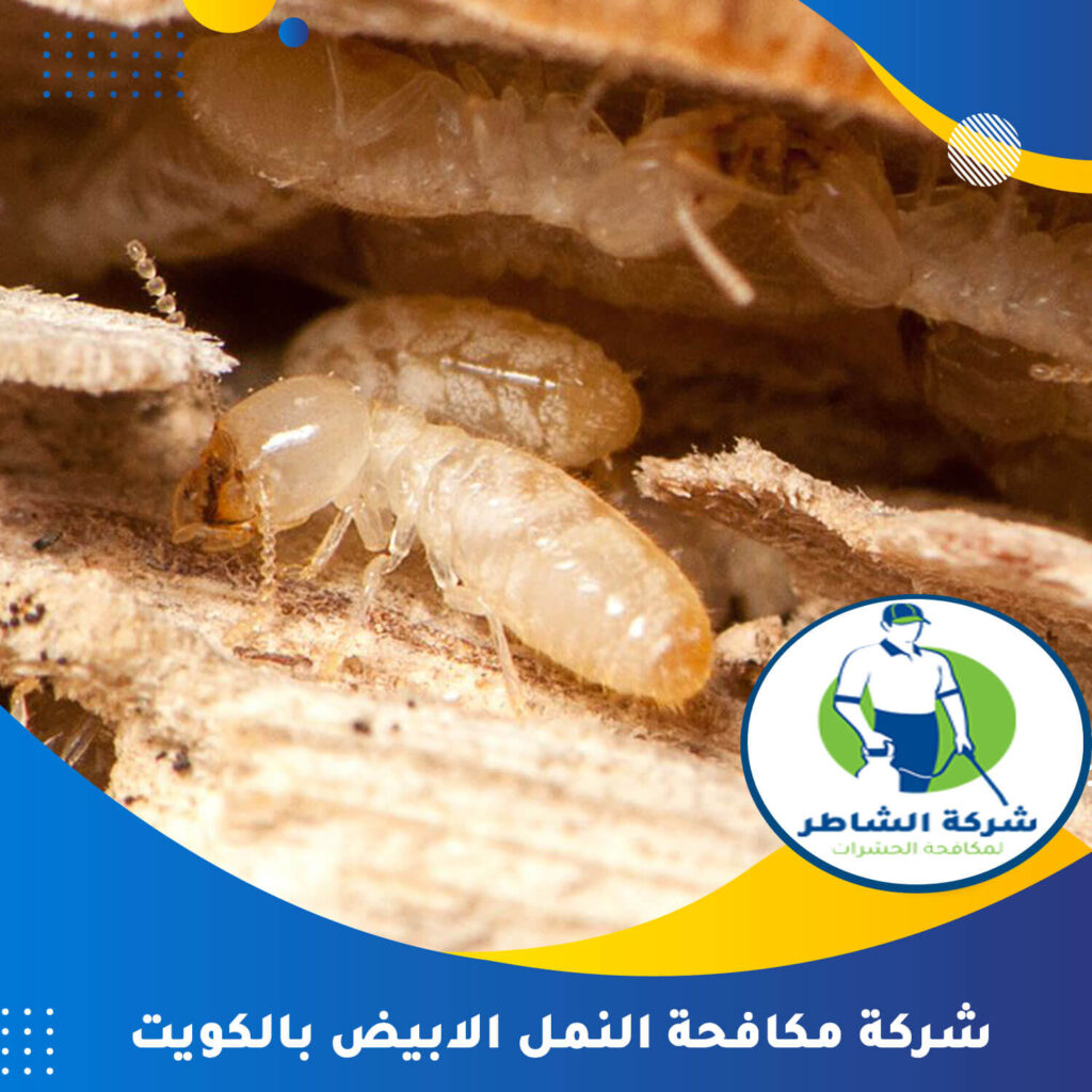 شركة مكافحة النمل الابيض بالكويت
