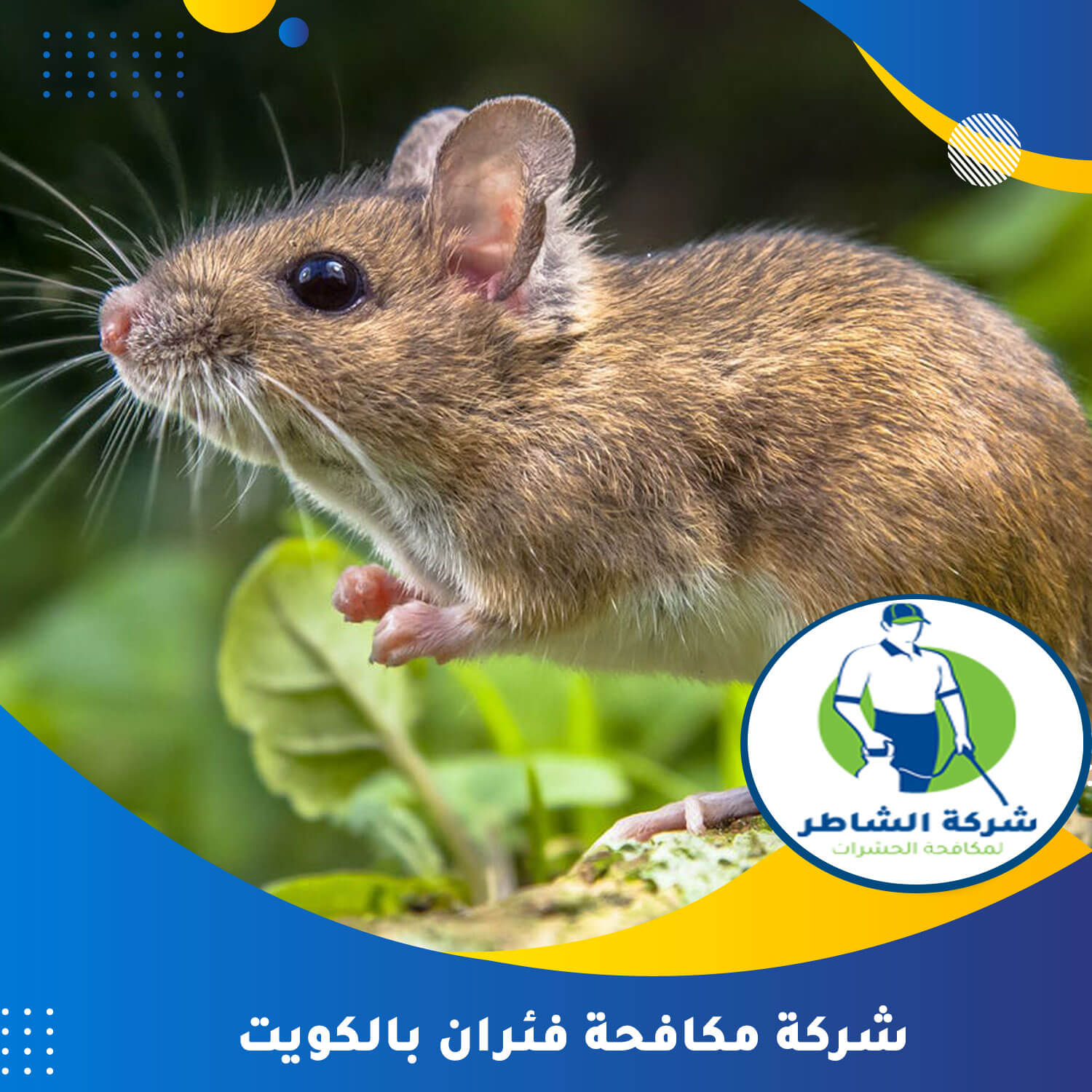 شركة مكافحة فئران بالكويت