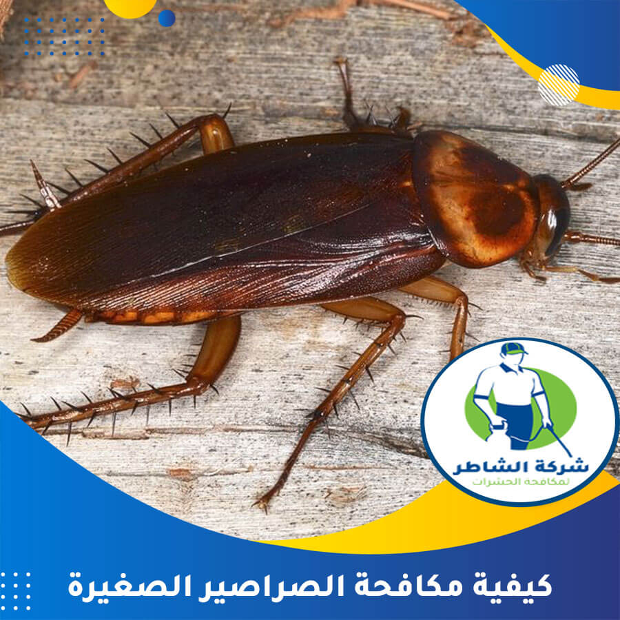 كيفية مكافحة الصراصير: دليل شامل وفعال