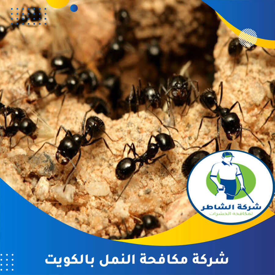 شركة مكافحة النمل بالكويت