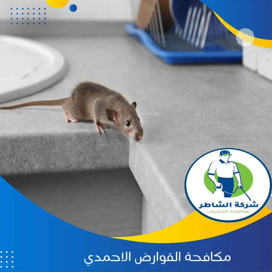 مكافحة القوارض الاحمدي